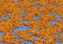 Kopi Dalam Perut Luwak biji kopi luwak