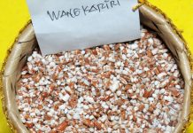 Seri Padi Unggul (8): Padi Lokal Butur padi lokal buton utara