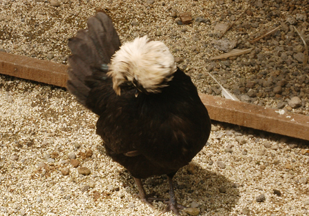 ramu pakan ayam poland ayam poland