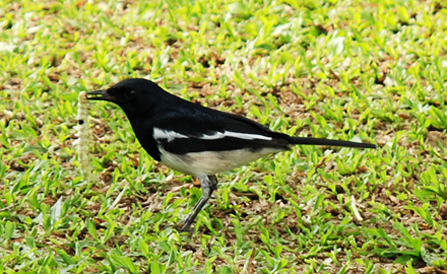 suara keras kacer burung kacer