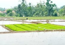 Jumlah Bibit Padi bibit padi