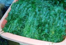 Tanaman Air Tak Padam tanaman air