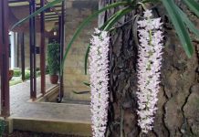 Diet Karbon Dari Pekarangan Rumah emisi karbon