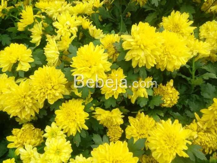 greenhouse tanaman krisan tanaman krisan