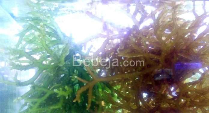 alginat rumput laut rumput laut
