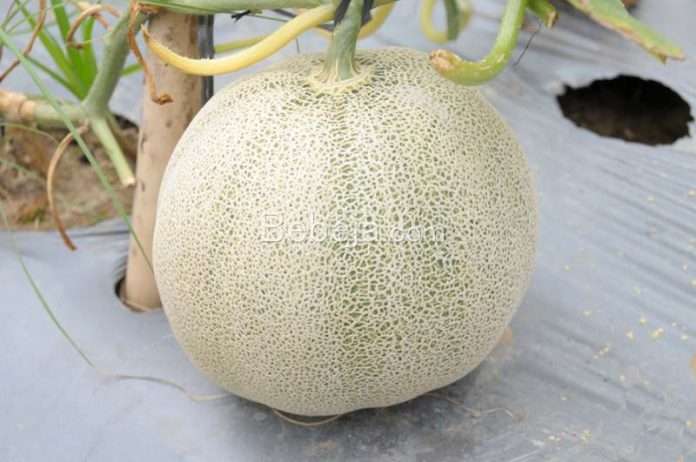 penyakit embun tepung melon budidaya melon