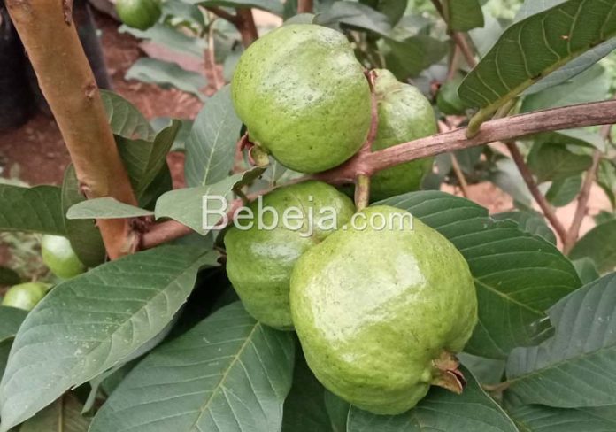 aplikasi paklobutrazol pada tanaman tanaman jambu batu