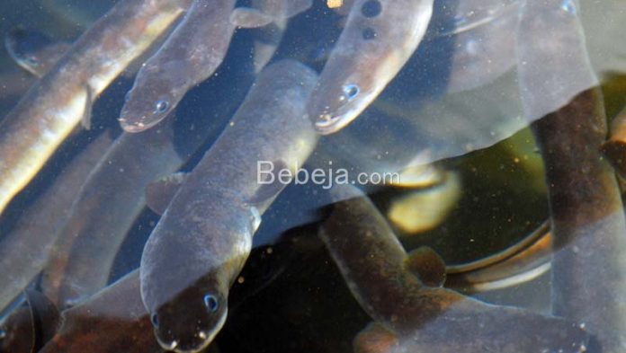 cara pelihara glass eel pelihara glass eel