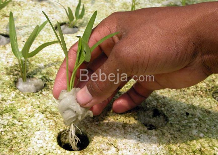 hidroponik teknik rakit apung hidroponik sayuran