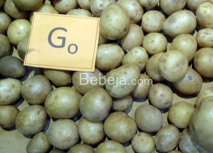kentang aeroponik bibit kentang G0