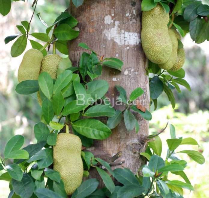 kulit cempedak obat malaria pohon cempedak