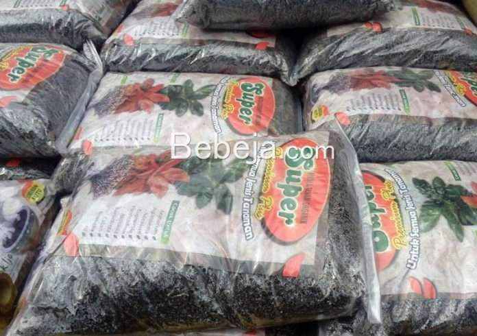 media tanam aglaonema media tanam aglaonema