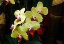 Cara Jitu Silangkan Tanaman Anggrek kawin silang anggrek