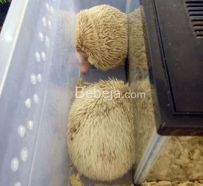 obesitas-landak-mini landak mini