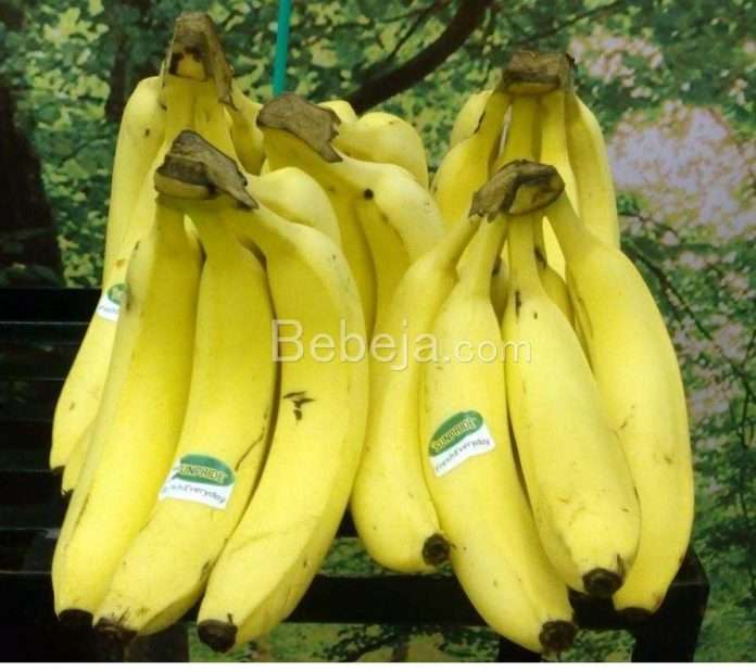 pisang cavendish