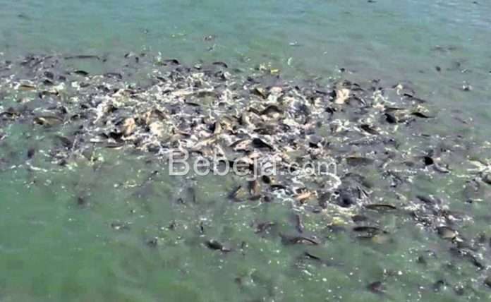 kolam lele