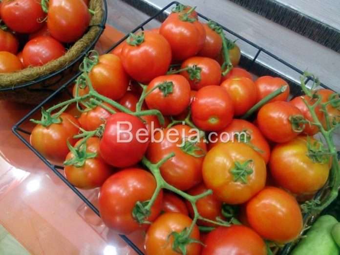 produksi tinggi tomat panen tomat