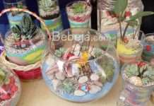 Cara Buat Tanaman Sukulen Mini sukulen mini