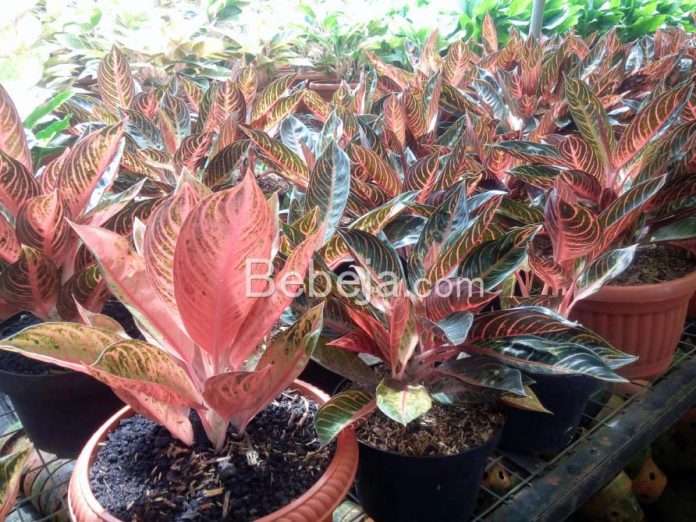 tanaman aglaonema butuh penjemuran penjemuran aglaonema