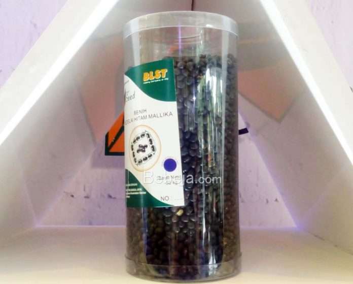 kedelai hitam mallika