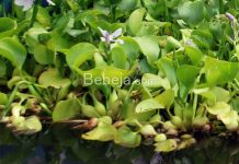 Biobriket Dari Eceng Gondok eceng gondok