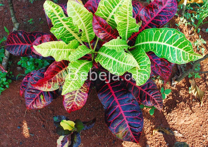 cara menyilangkan puring tanaman puring