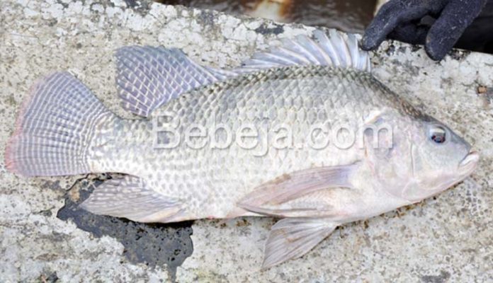 ikan nila nirwana
