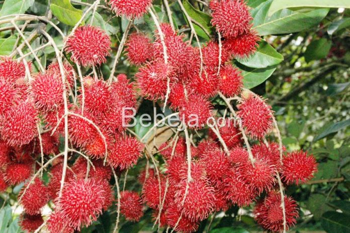 buah rambutan