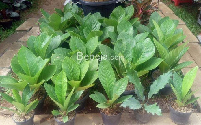 media tanam anthurium tanaman anthurium