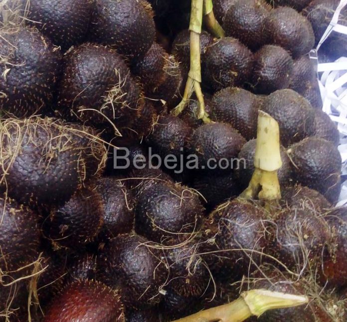 salak pondoh