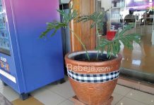 Peluang Bisnis Sewa Tanaman Hias sewa tanaman hias