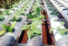 Talang Hidroponik Pakai Bambu talang hidroponik