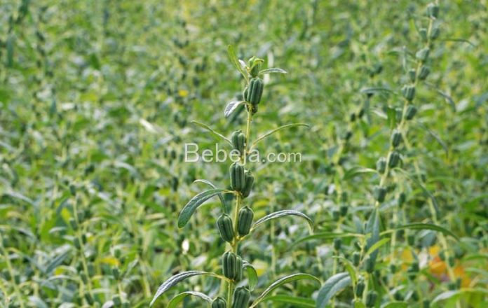 budidaya tanaman wijen budidaya tanaman wijen