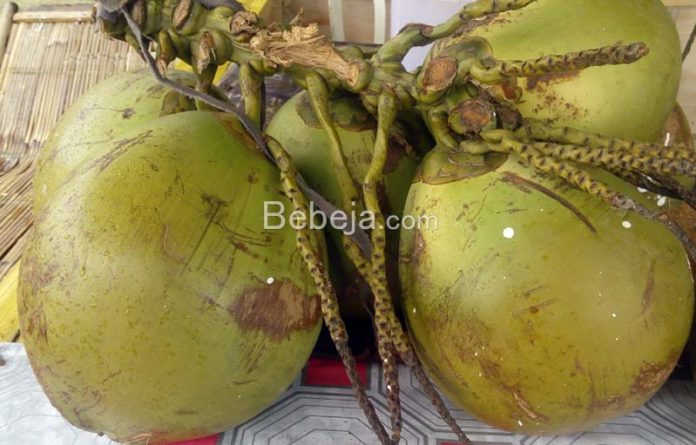 air kelapa