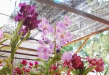 Perawatan Anggrek Vanda Rajin Berbunga anggrek vanda