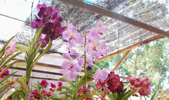 anggrek vanda