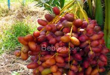 Cara Supaya Pohon Kurma Berbuah pohon kurma