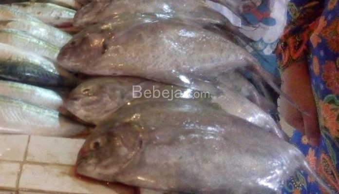 umpan mancing ikan bawal ikan bawal