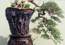 Cara Training Bonsai Gaya Fukiganashi bonsai fukinagashi