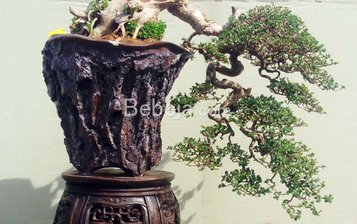 bonsai fukinagashi