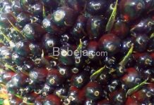 Kandungan Gizi Minyak Goreng Gizi Minyak Goreng