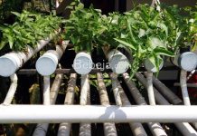 Sistem Nutrient Technique Film (NFT) Tanpa Greenhouse hidroponik nft