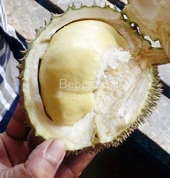 durian indonesia