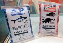 Pengaruh Jenis Pakan Lele pakan lele