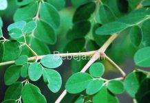 Manfaat Tumbuhan Kelor Bagi Kesehatan manfaat kelor