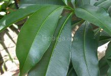 Manfaat Tanaman Obat Pule Pandak tanaman pule pandak