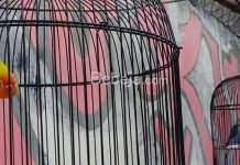 Cara Memilih Bakalan Burung Kicau burung lovebird