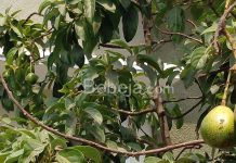 Herbal Daun Alpukat Mengatasi Batu Ginjal daun alpukat