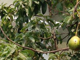 Herbal Daun Alpukat Mengatasi Batu Ginjal daun alpukat