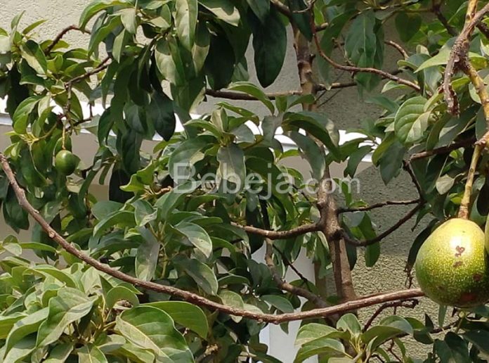 daun alpukat
